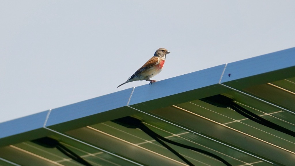 Solar park Stockbronner Hof 08