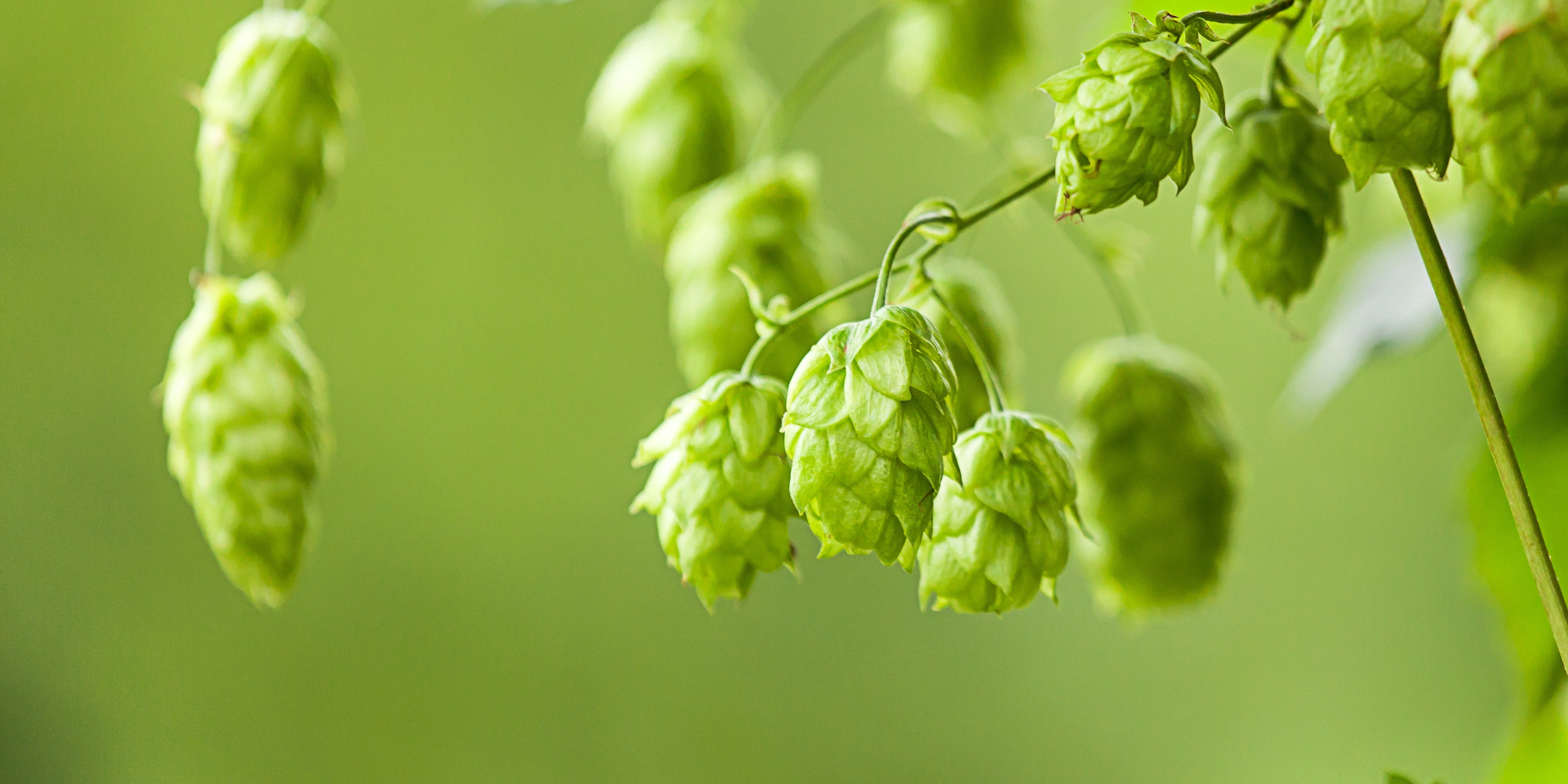 Echter Hopfen (Humulus lupulus)