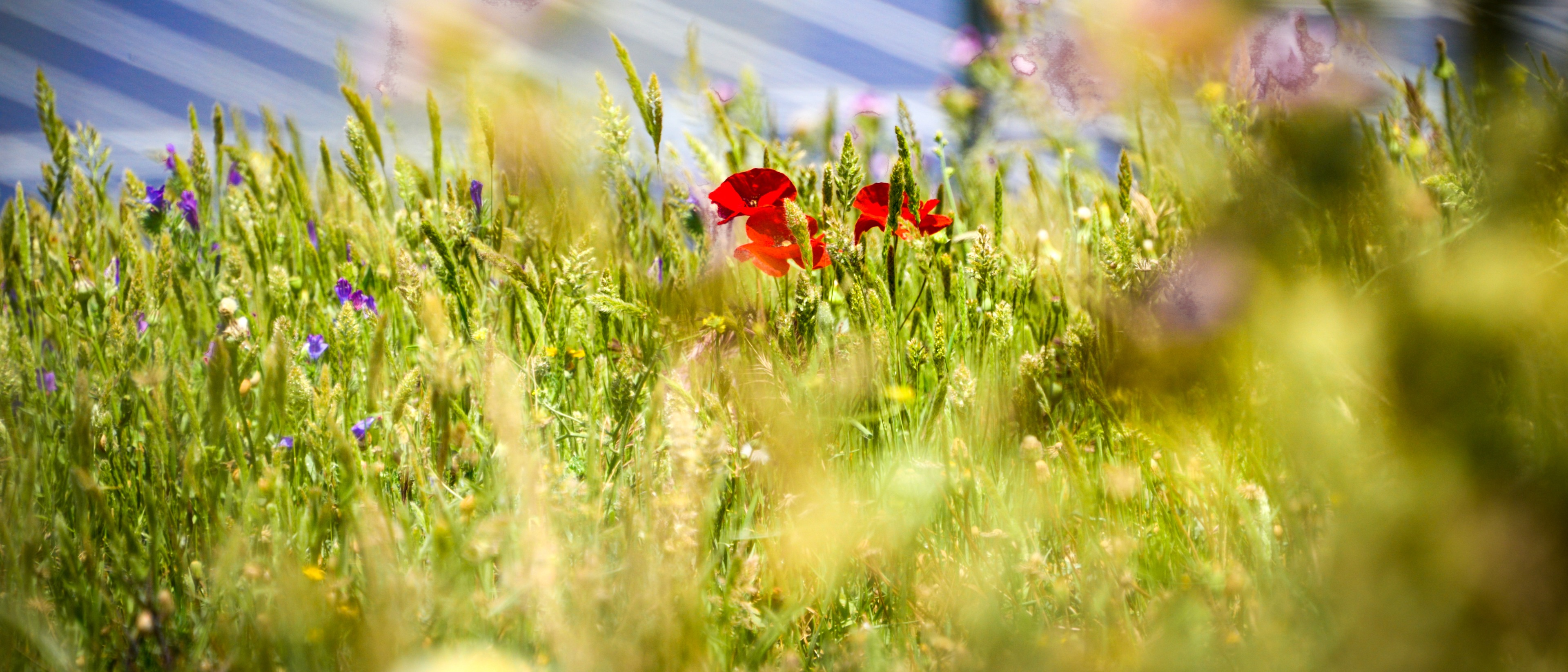 wildflower meadow in front of solar panels
