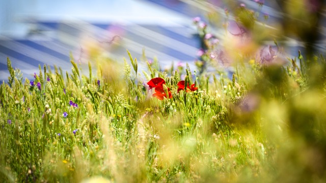 wildflower meadow in front of solar panels