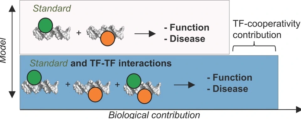 coop-TF-binding