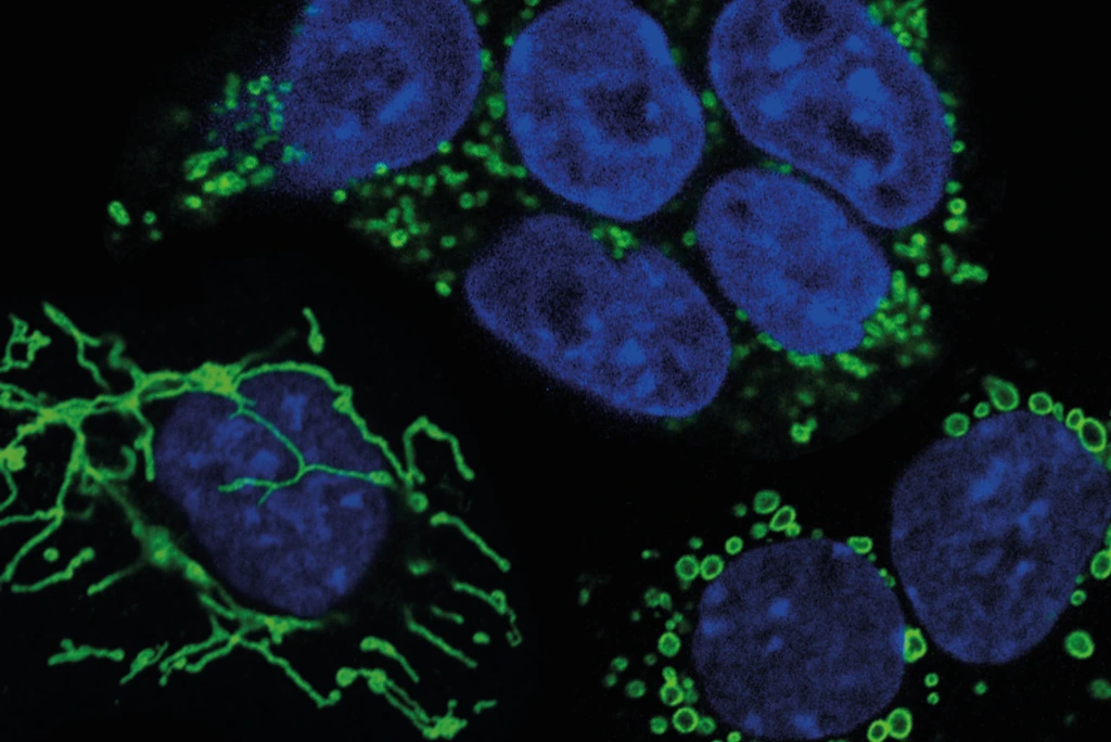 Mouse embryonic stem cells