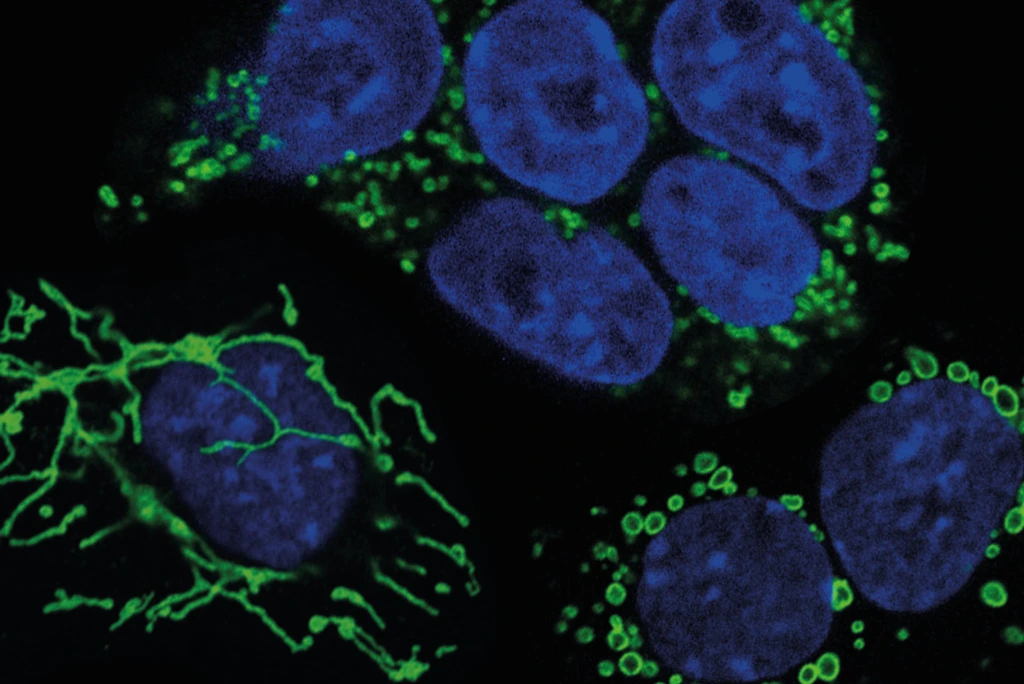 Mouse embryonic stem cells
