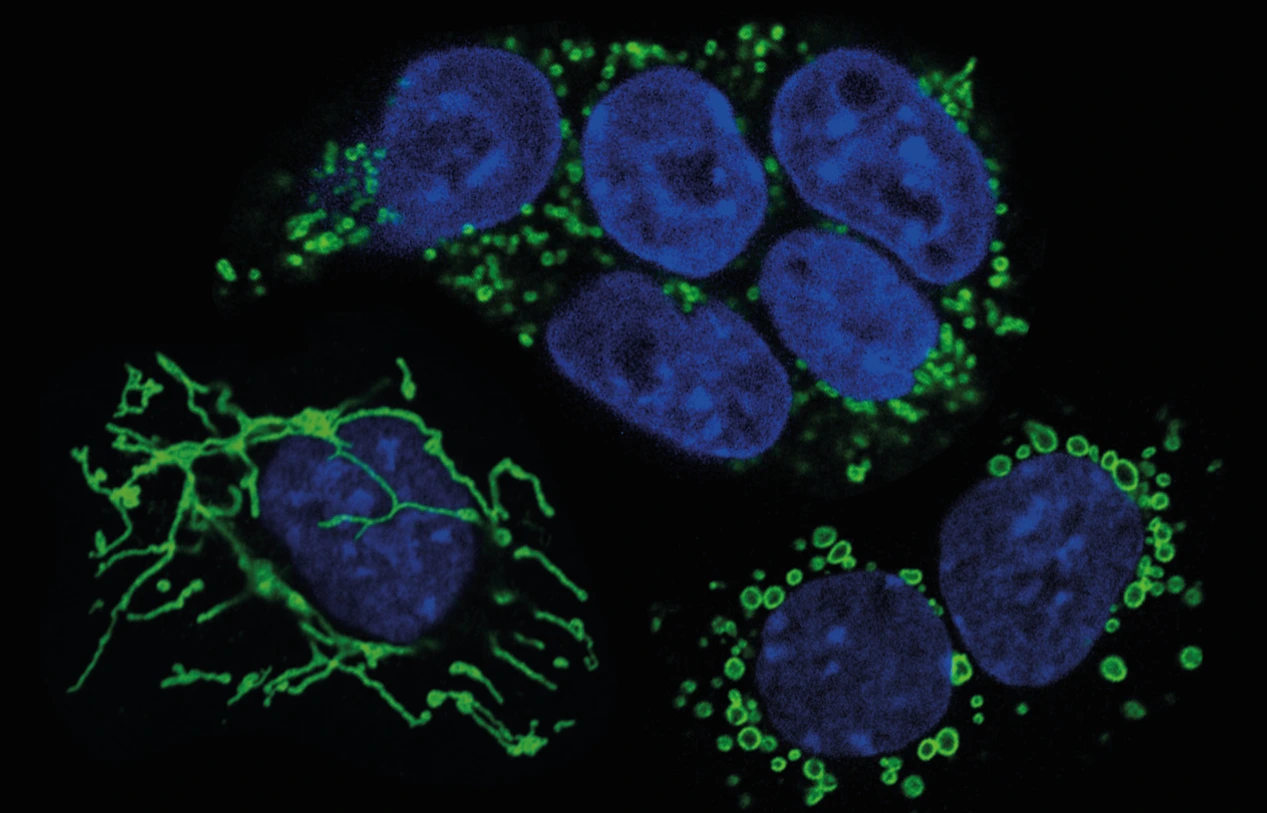Mouse embryonic stem cells