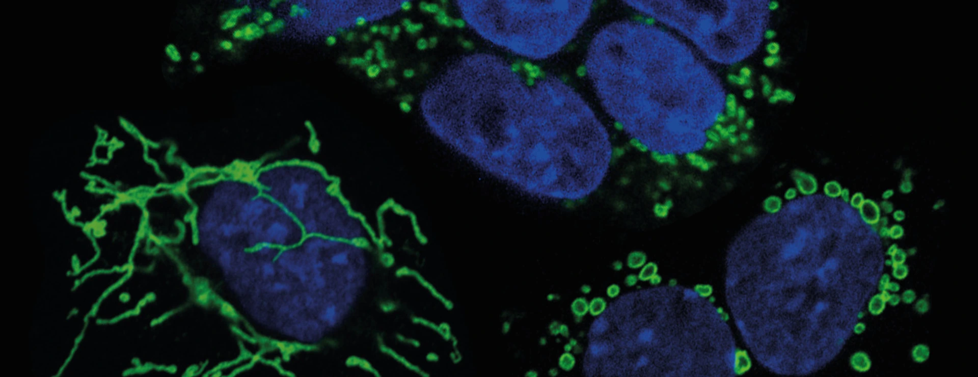 Mouse embryonic stem cells