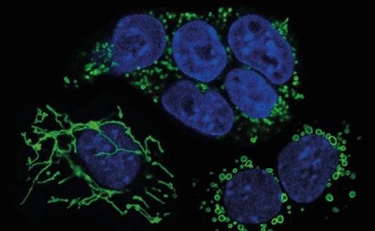Mouse embryonic stem cells