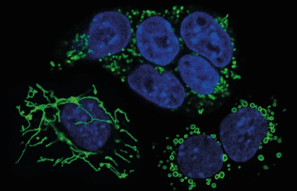 Mouse embryonic stem cells