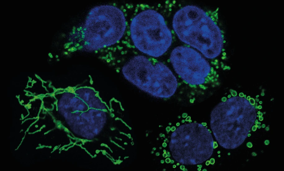 Mouse embryonic stem cells