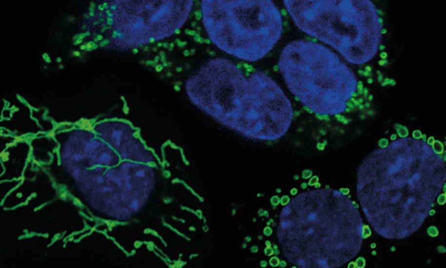 Mouse embryonic stem cells