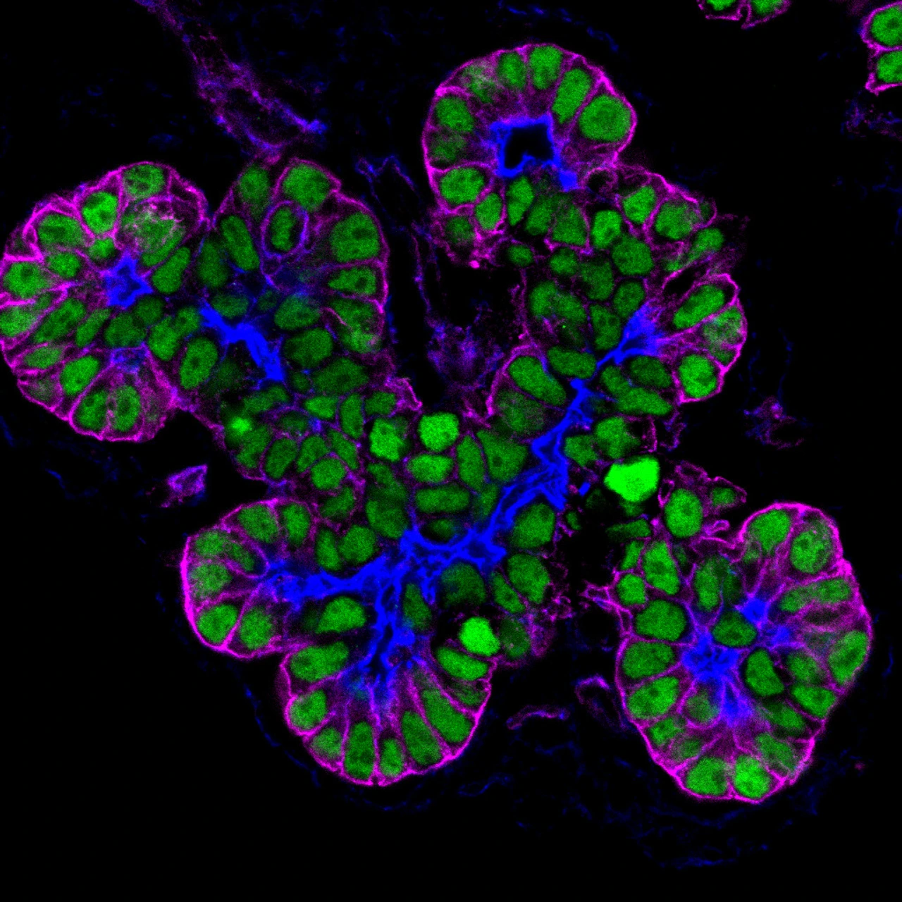 Confocal picture of mouse embryonic pancreatic epithelium