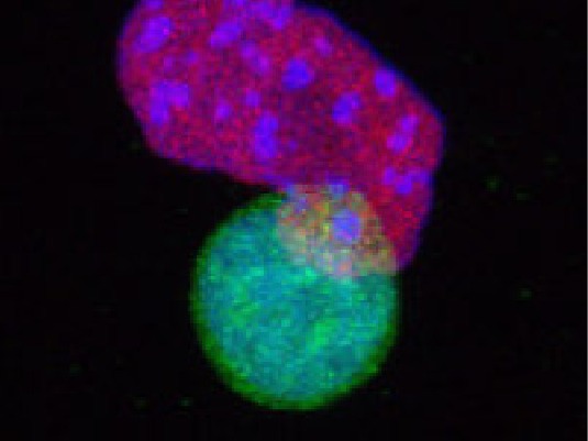Chromatin Remodeling and Cellular Plasticity