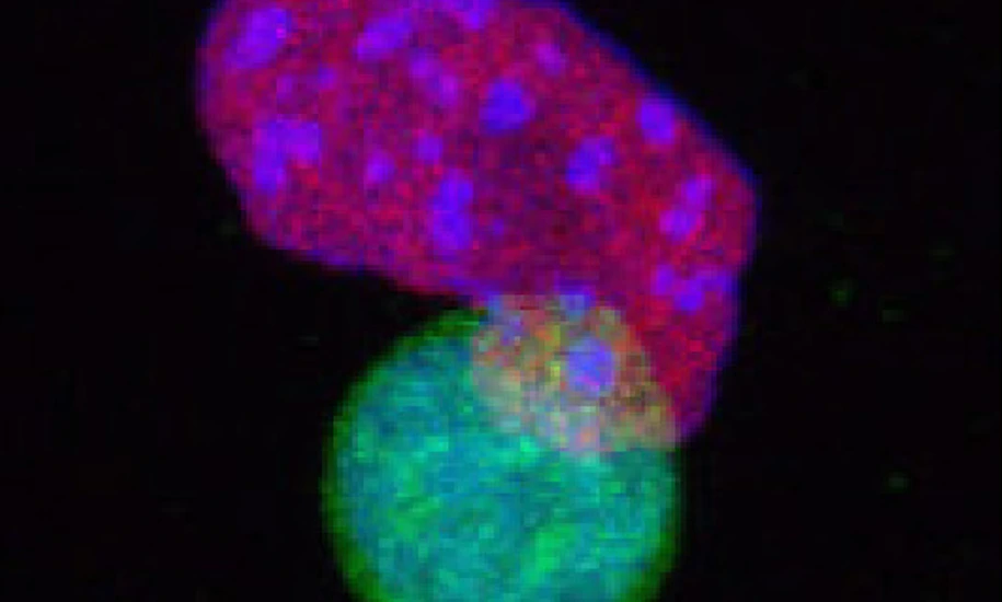 Chromatin Remodeling and Cellular Plasticity