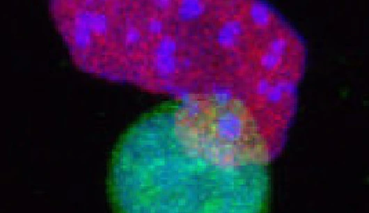 Chromatin Remodeling and Cellular Plasticity