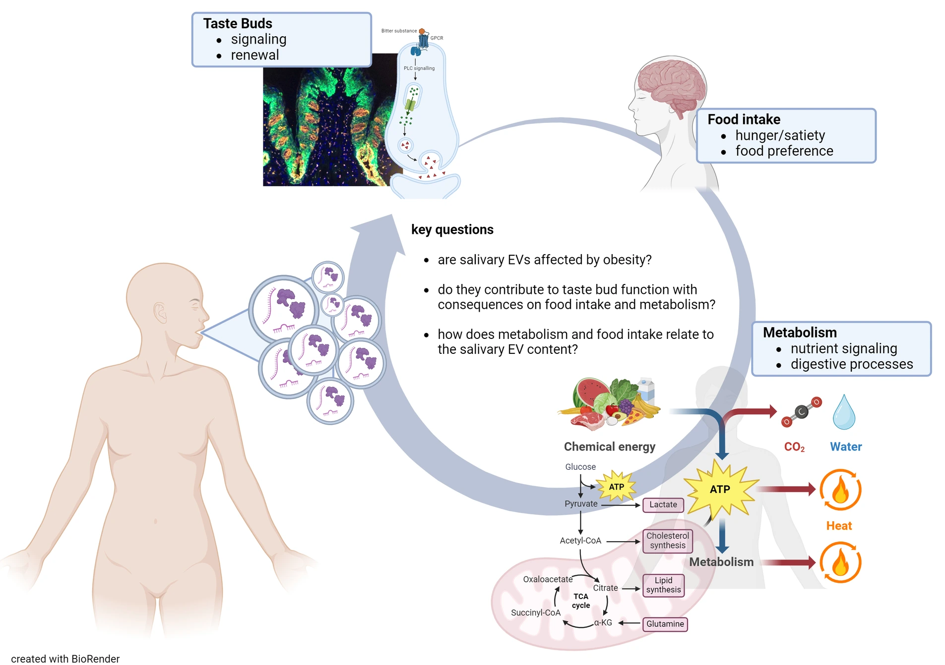 EV-Projekt, Kerstin Rohde-Zimmermann