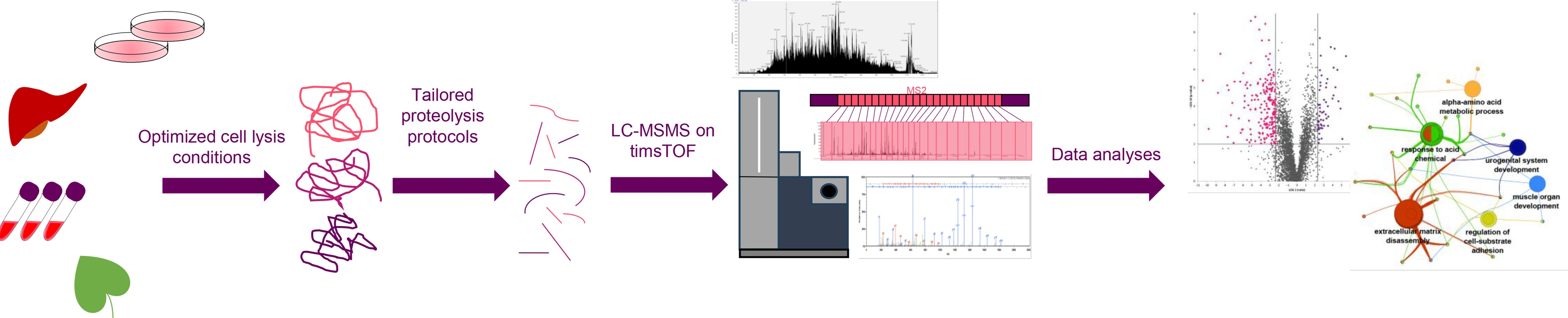 Deep proteome profiling