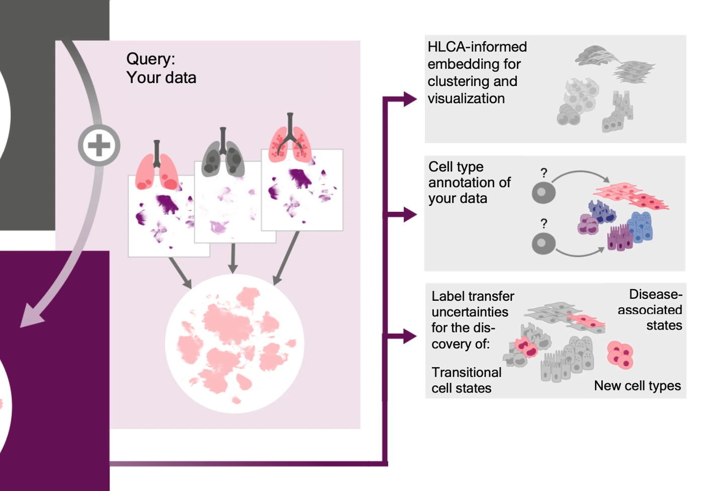 By deciphering human RNA profiles in the lung, our Human Lung Cell Atlas allows us to immediately identify cellular profiles associated with lung disease.