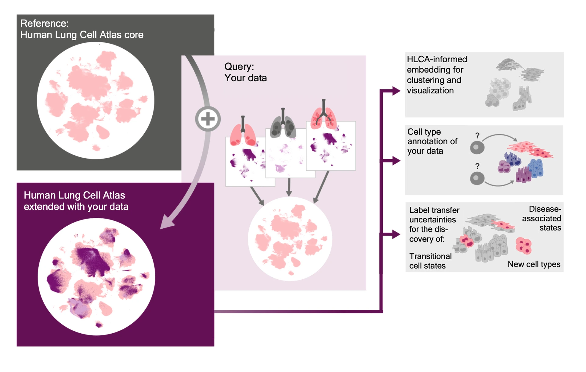 Human Lung Cell Atlas Overview