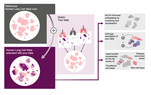 Graphic Human Cell Atlas Overview