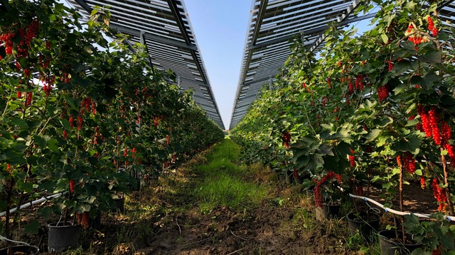 Projet agrivoltaïque d'Orist
