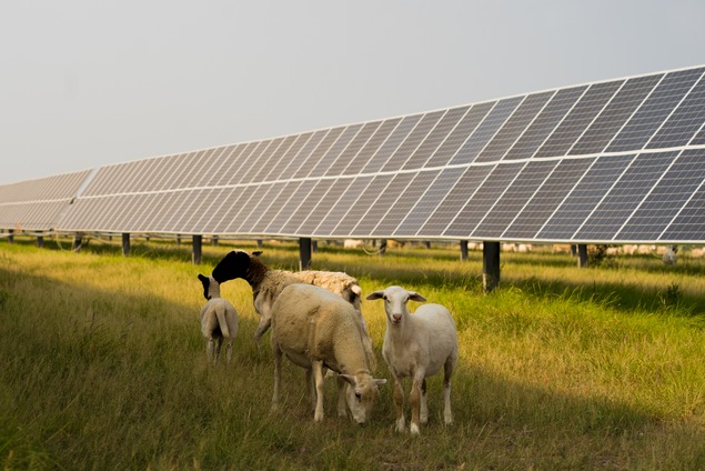 Agri-PV: Solar Grazing