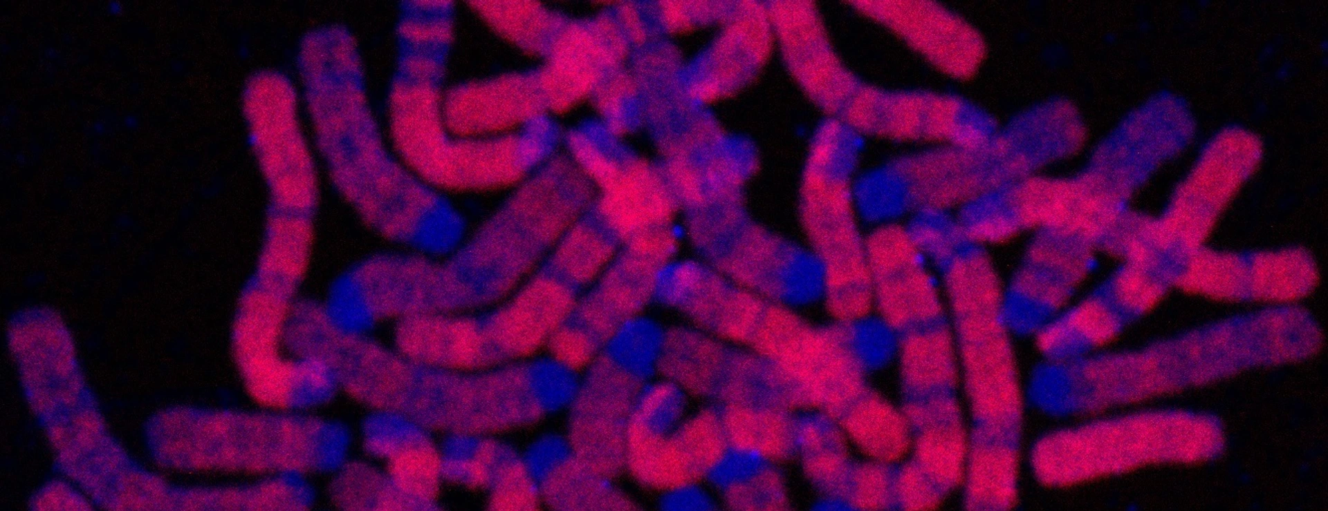 Replicated DNA