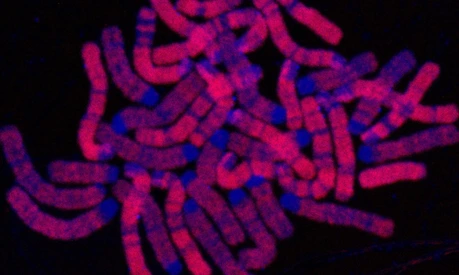Replicated DNA