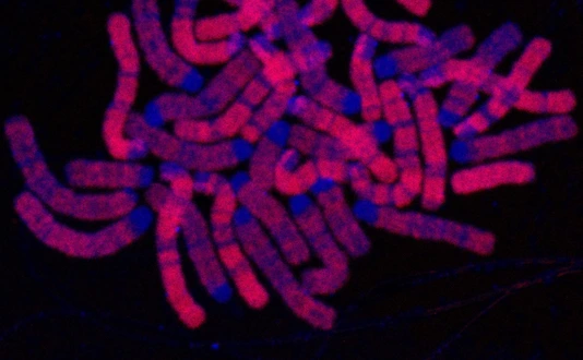 Replicated DNA