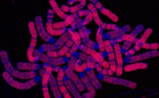 Replicated DNA