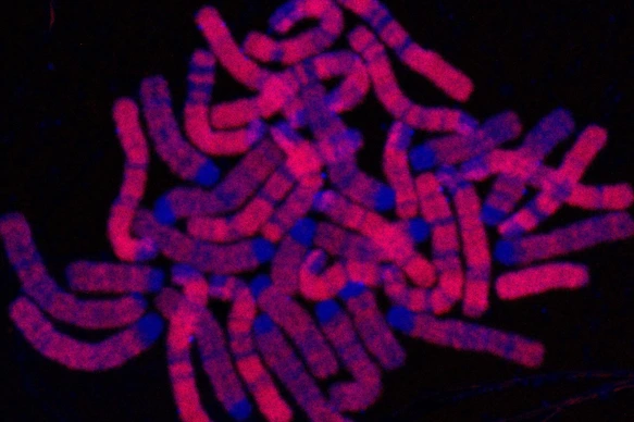 Replicated DNA