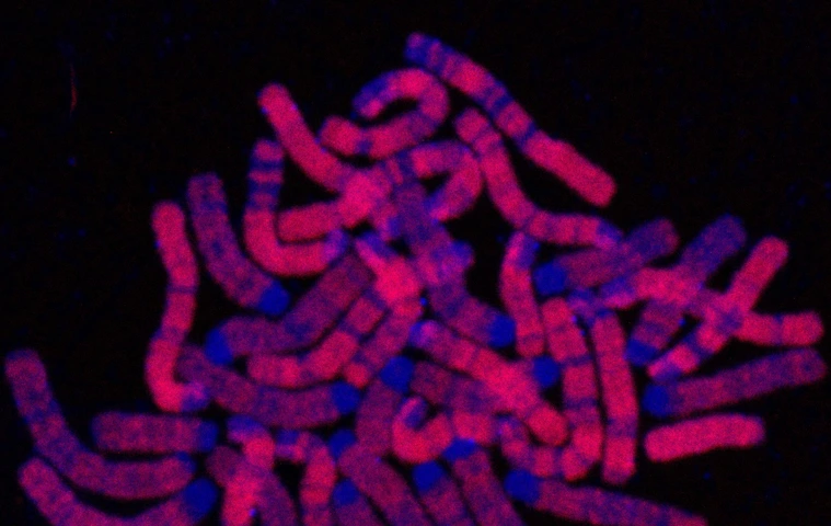 Replicated DNA