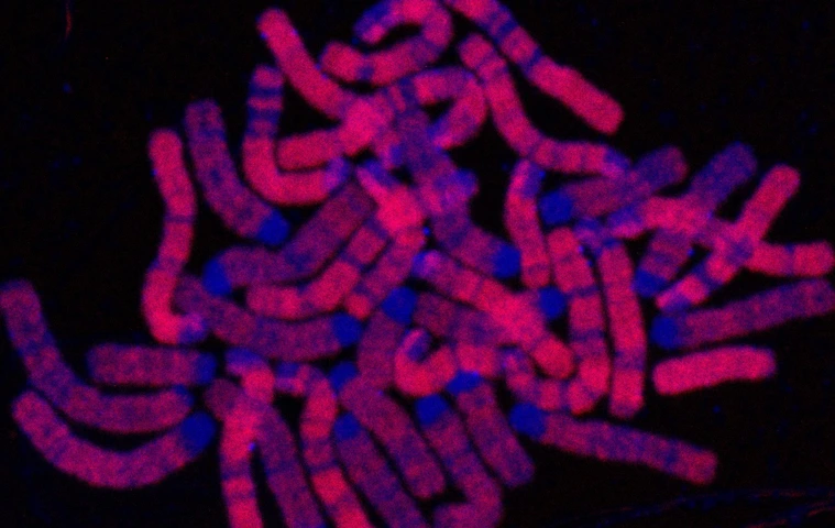Replicated DNA