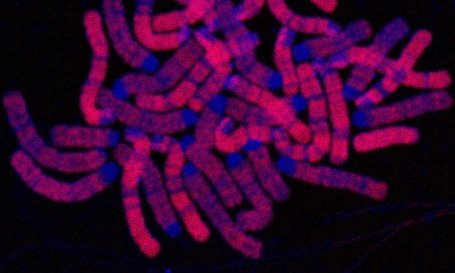 Replicated DNA