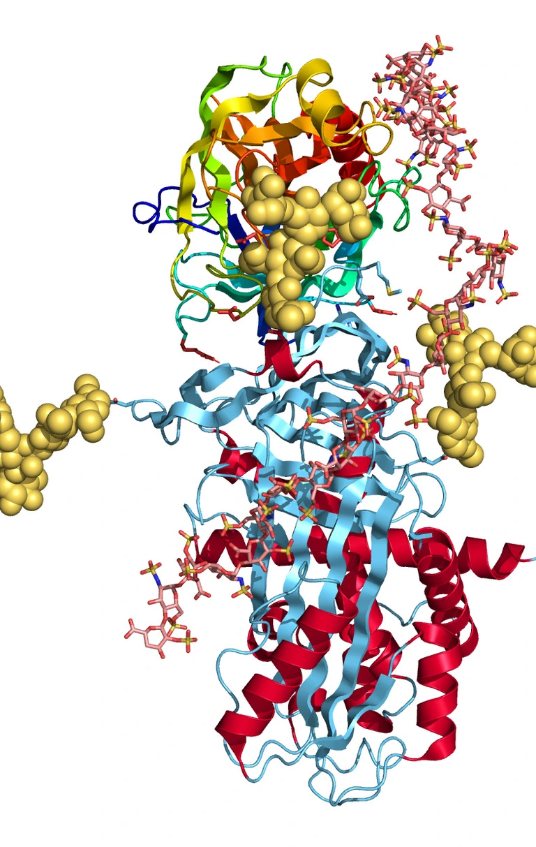 Kristallstruktur von Vaspin - isoliert