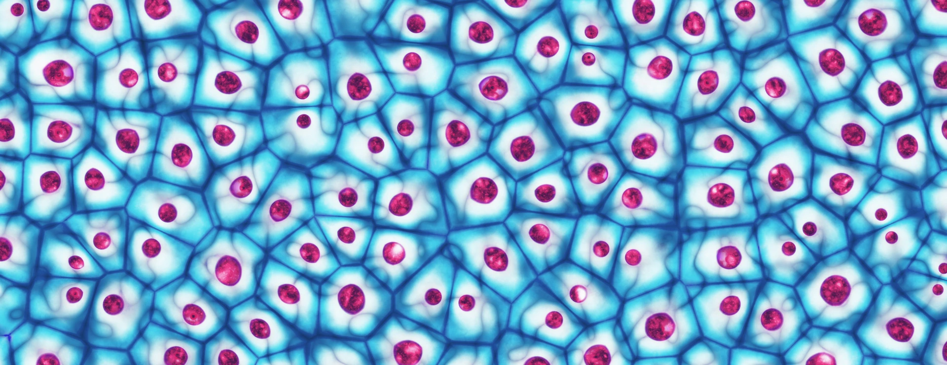 [Translate to German:] Embyonic Stem Cells