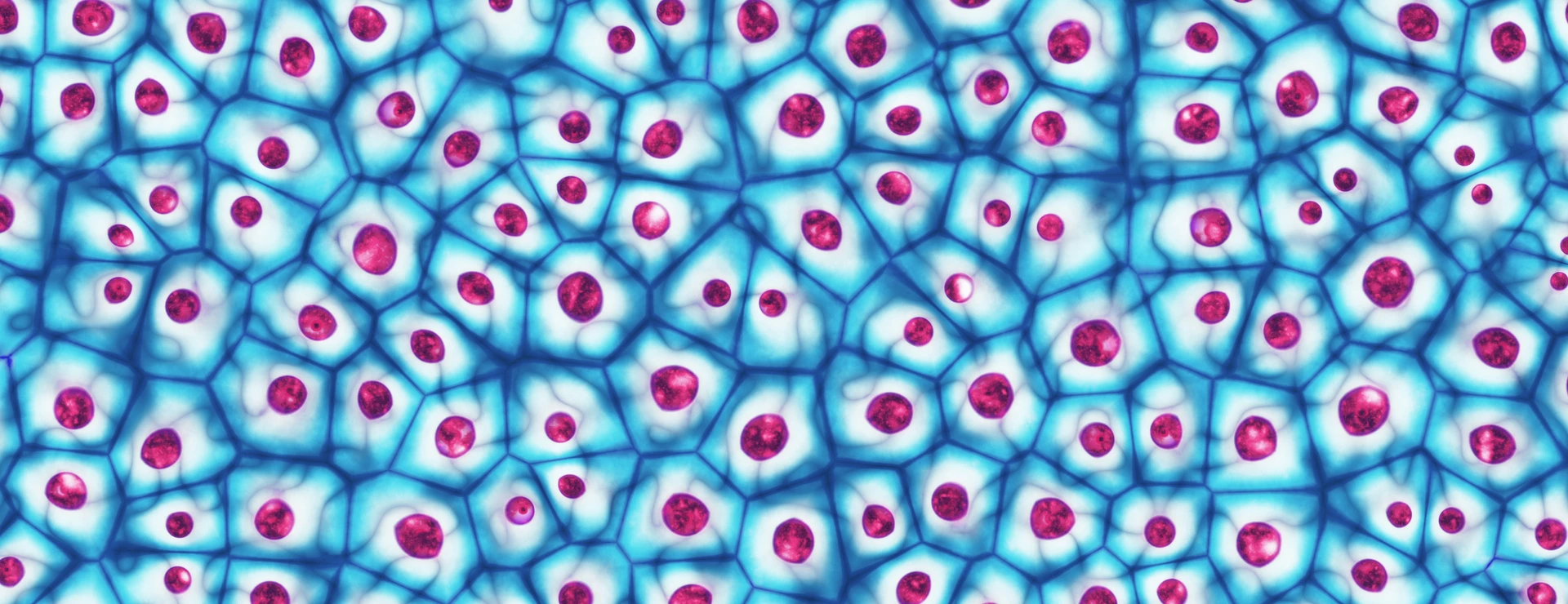 Embryonic stem cells colony under a microscope 3D illustration