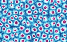 Embryonic stem cells colony under a microscope 3D illustration