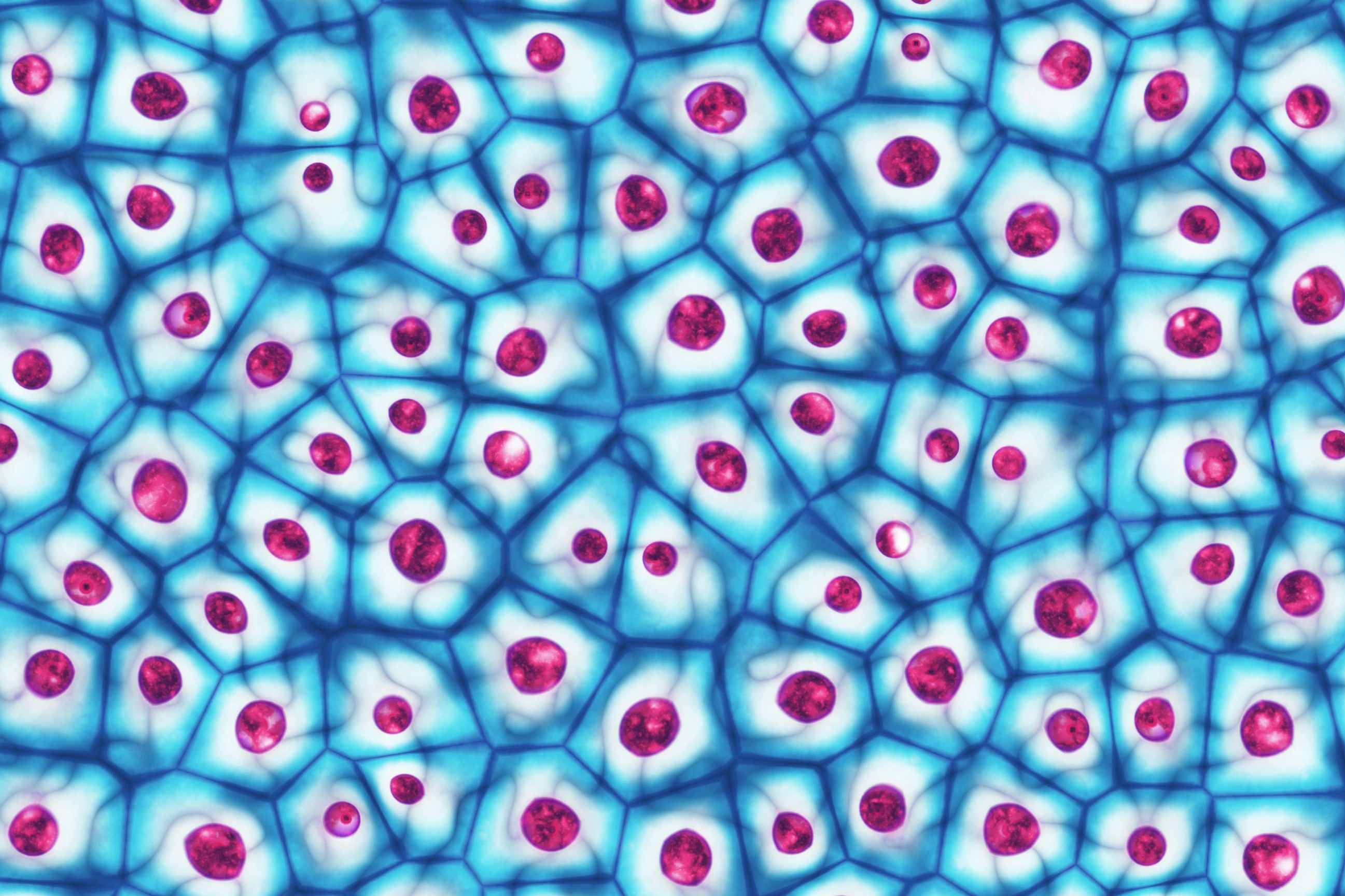 Embryotische Stammzellen