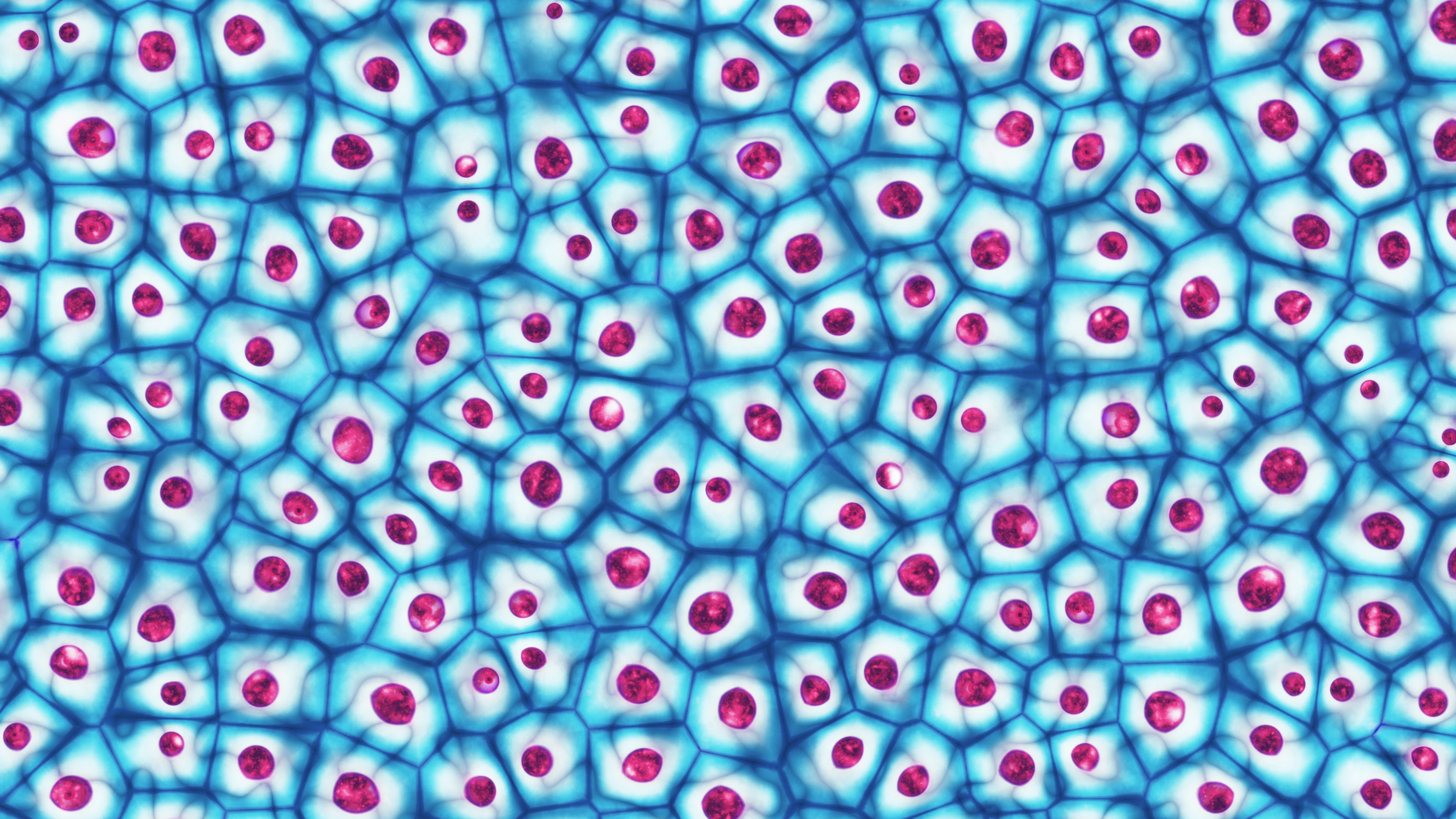 [Translate to German:] Embyonic Stem Cells