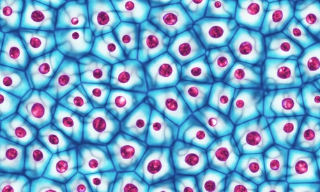 Embryotische Stammzellen