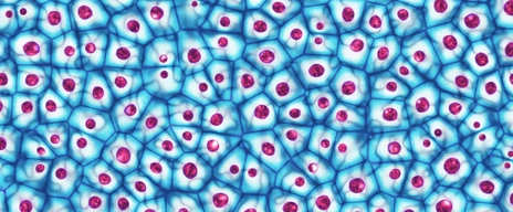 Embryonic stem cells colony under a microscope 3D illustration