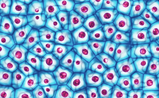 Embryotische Stammzellen