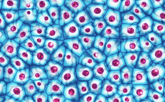Embryonic stem cells colony under a microscope 3D illustration