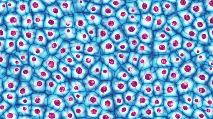 Embryonic stem cells colony under a microscope 3D illustration