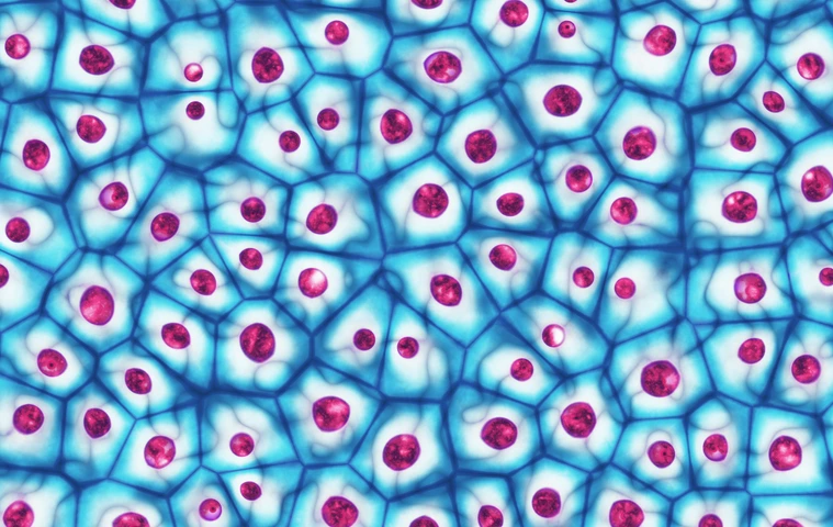 Embryotische Stammzellen