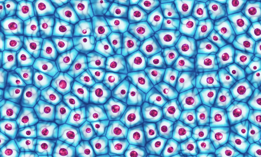 Embryonic stem cells colony under a microscope 3D illustration