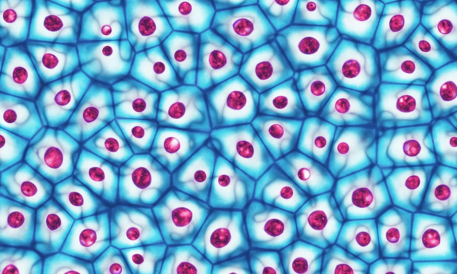 Embryotische Stammzellen