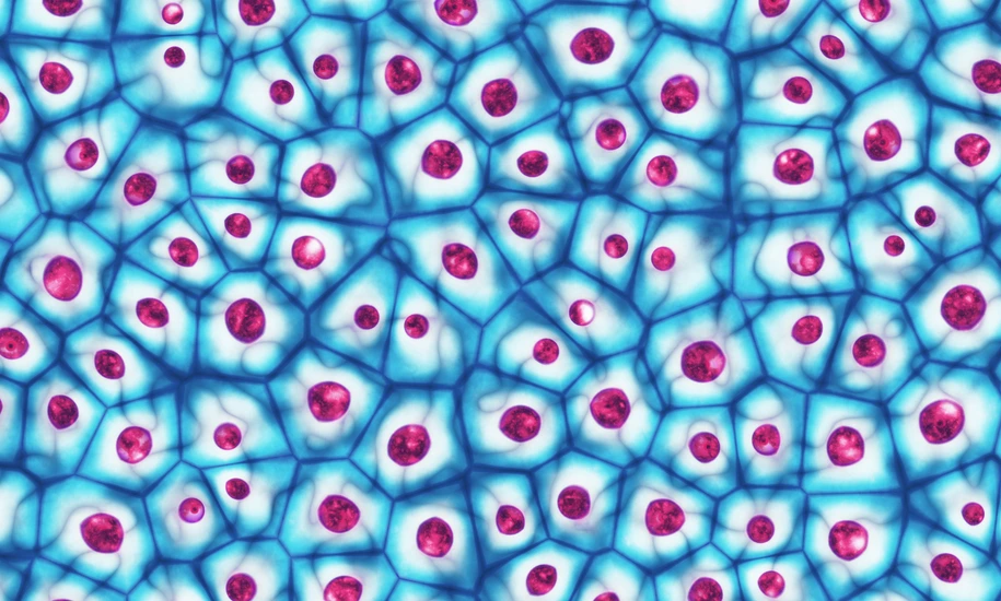 Embryonic stem cells colony under a microscope 3D illustration