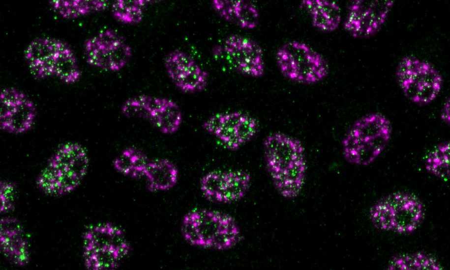 Battich_Lab_Picture_fluorescent_cells