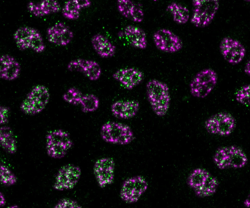 Battich_Lab_Picture_fluorescent_cells