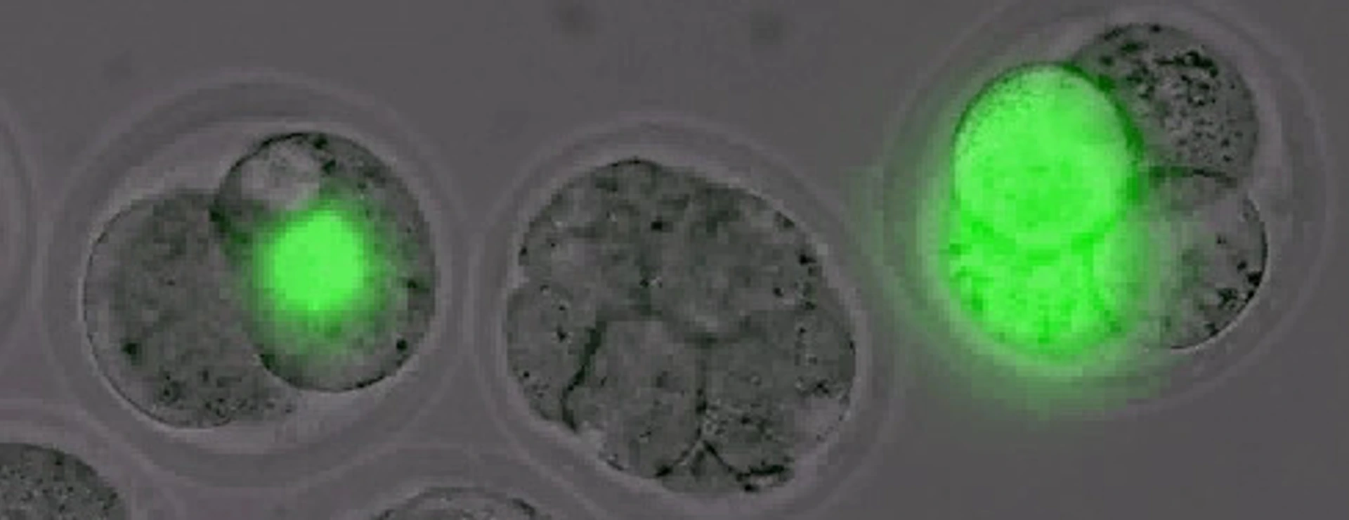 GFP-labelled early mouse embryos